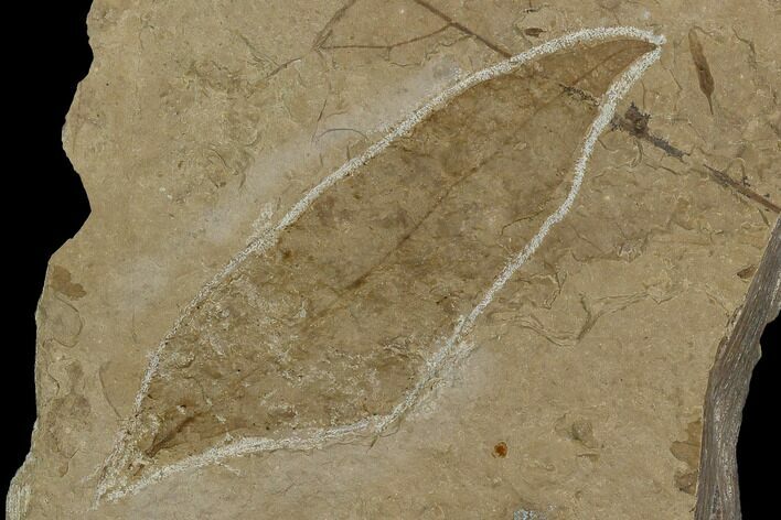 Miocene Fossil Leaf (Cedrela) - Nebraska #130419